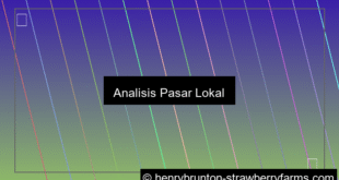 analisis pasar lokal